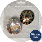 8730-45-P8 - Craft Pack - Polished Limpet Shells